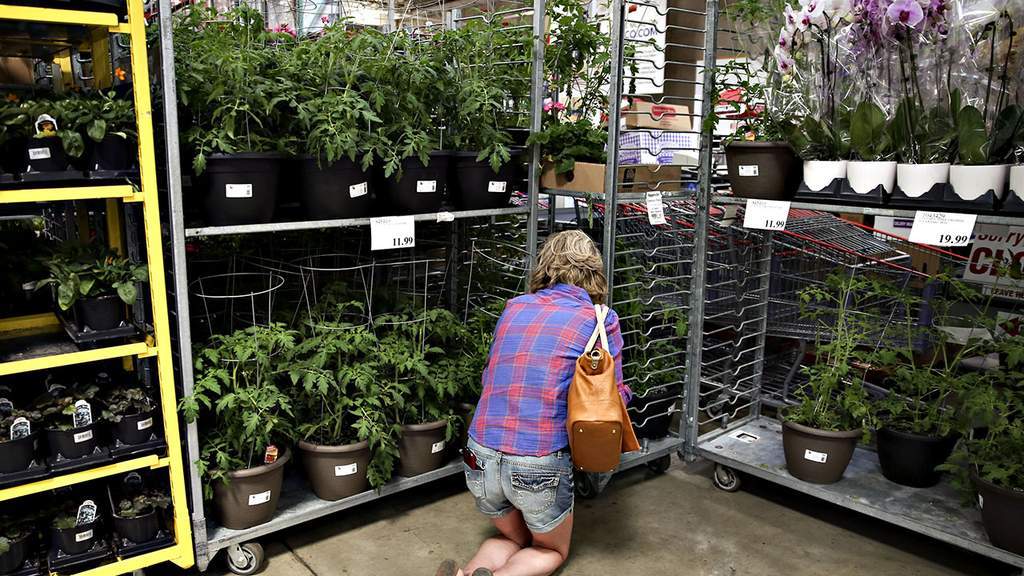 Costco Warns Shoppers Over Invasive Plant Insects