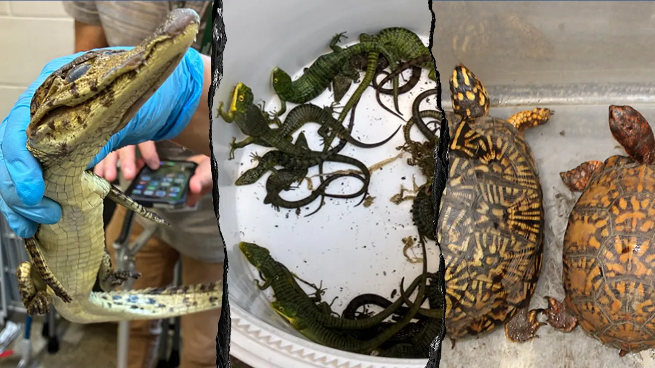 Border officers discover 69 live reptiles smuggled in hidden vehicle compartment at San Ysidro