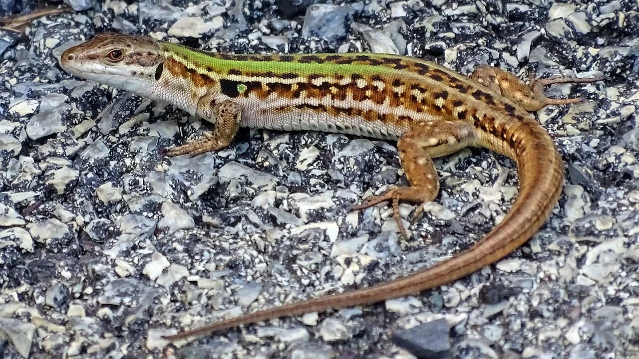 Italian wall lizard displaying unique evolutionary traits and widespread geographic range