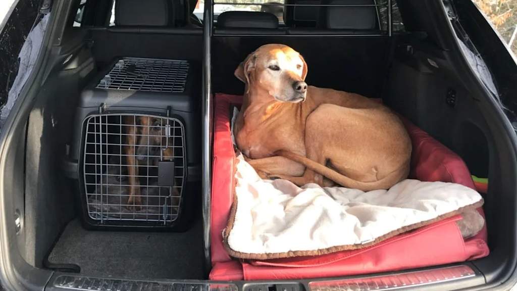 Sécurité routière comment bien transporter son chien en voiture